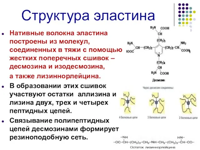 Структура эластина Нативные волокна эластина построены из молекул, соединенных в тяжи с