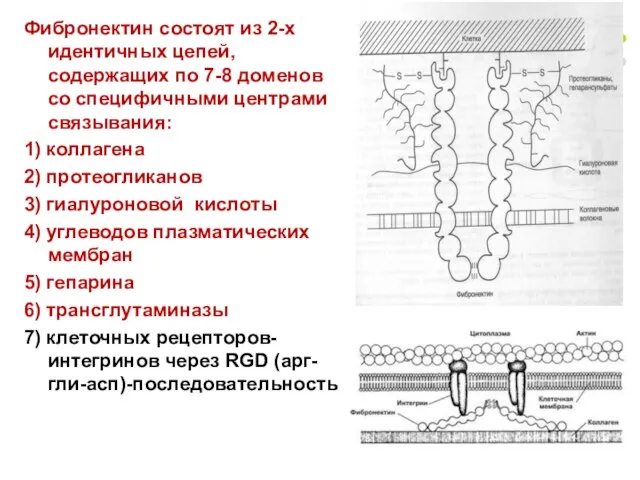 Фибронектин состоят из 2-х идентичных цепей, содержащих по 7-8 доменов со специфичными