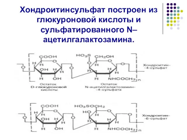 Хондроитинсульфат построен из глюкуроновой кислоты и сульфатированного N–ацетилгалактозамина.