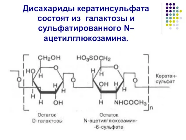Дисахариды кератинсульфата состоят из галактозы и сульфатированного N–ацетилглюкозамина.
