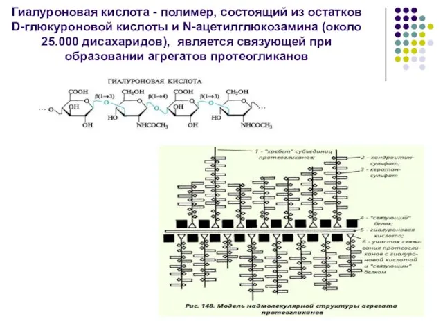 Гиалуроновая кислота - полимер, состоящий из остатков D-глюкуроновой кислоты и N-ацетилглюкозамина (около