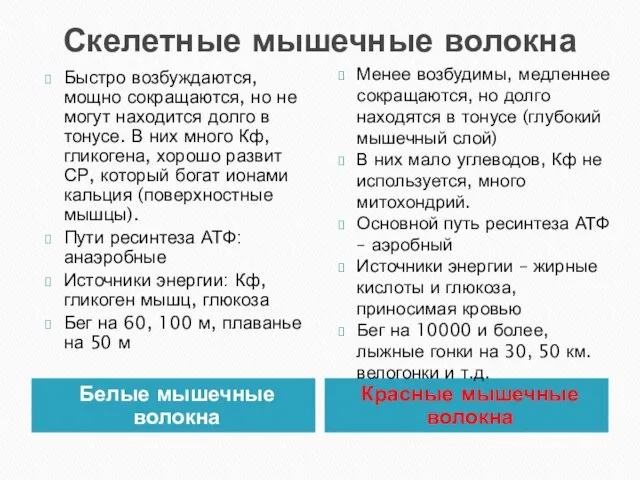 Скелетные мышечные волокна Белые мышечные волокна Красные мышечные волокна Быстро возбуждаются, мощно