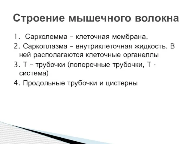 1. Сарколемма – клеточная мембрана. 2. Саркоплазма – внутриклеточная жидкость. В ней