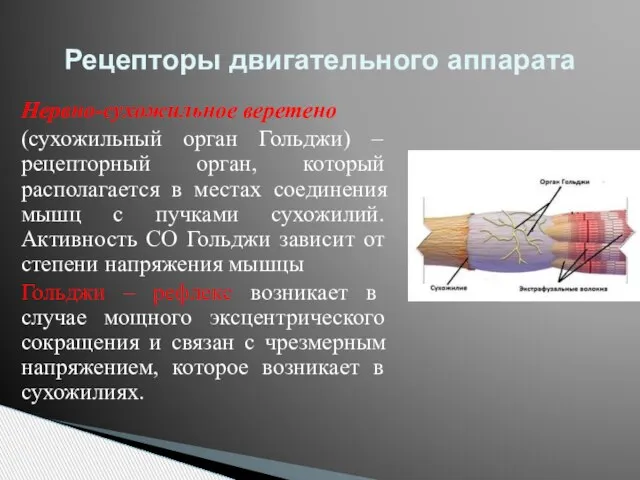 Нервно-сухожильное веретено (сухожильный орган Гольджи) – рецепторный орган, который располагается в местах