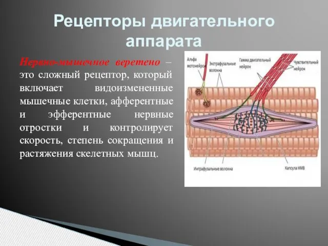 Нервно-мышечное веретено – это сложный рецептор, который включает видоизмененные мышечные клетки, афферентные