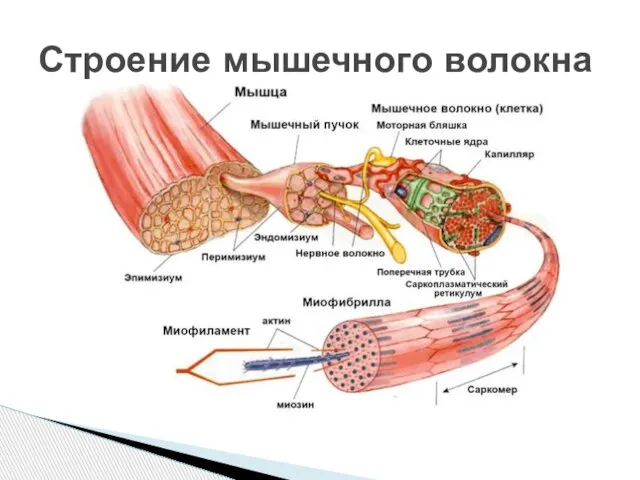 Строение мышечного волокна