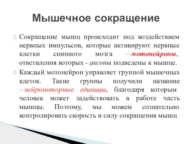 Сокращение мышц происходит под воздействием нервных импульсов, которые активируют нервные клетки спинного