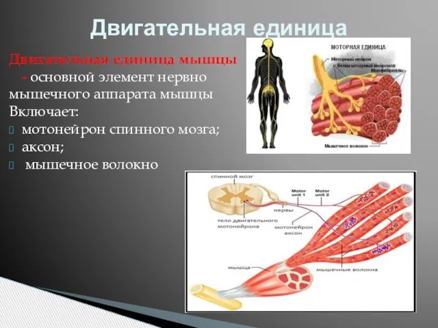 Двигательная единица мышцы - основной элемент нервно мышечного аппарата мышцы Включает: мотонейрон