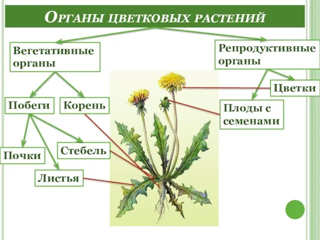 Органы цветковых растений Побеги Цветки Листья Плоды с семенами Корень Репродуктивные органы Вегетативные органы Стебель Почки