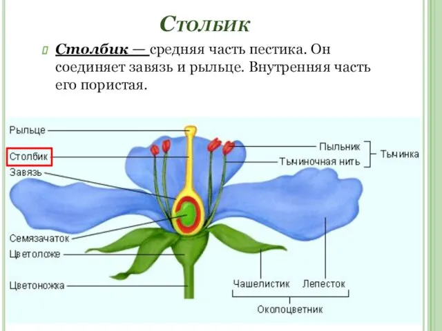 Столбик Столбик — средняя часть пестика. Он соединяет завязь и рыльце. Внутренняя часть его пористая.