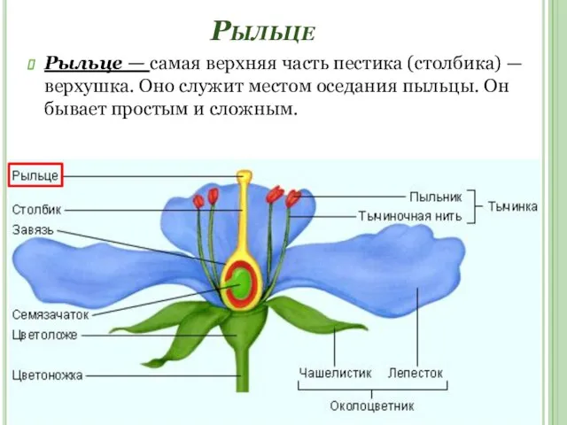 Рыльце Рыльце — самая верхняя часть пестика (столбика) — верхушка. Оно служит