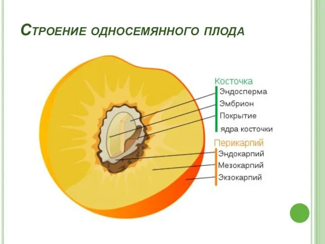 Строение односемянного плода