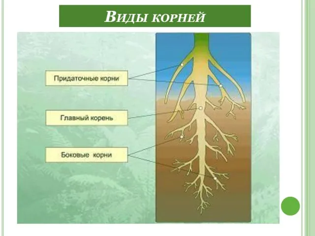 Виды корней