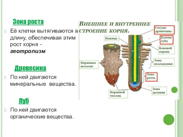 Зона роста Её клетки вытягиваются в длину, обеспечивая этим рост корня -