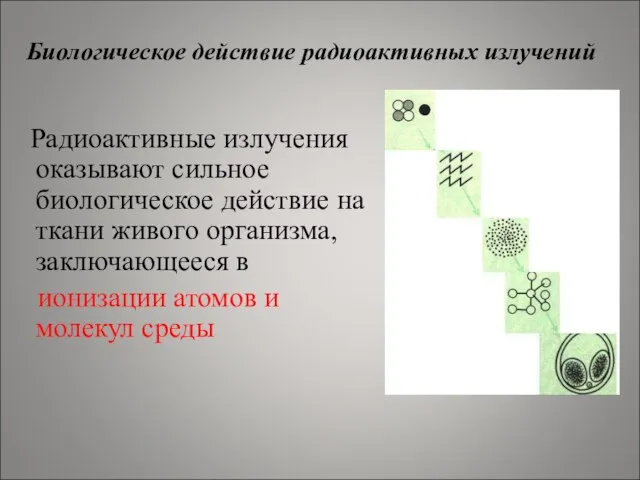 Радиоактивные излучения оказывают сильное биологическое действие на ткани живого организма, заключающееся в