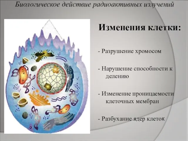 Биологическое действие радиоактивных излучений Изменения клетки: - Разрушение хромосом - Нарушение способности