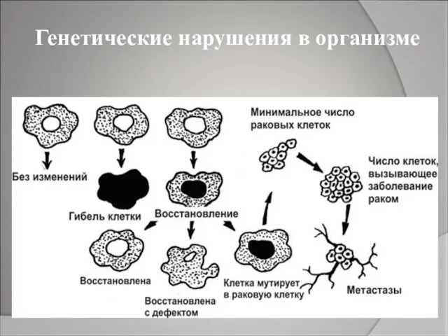 Генетические нарушения в организме