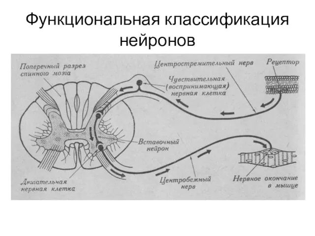 Функциональная классификация нейронов