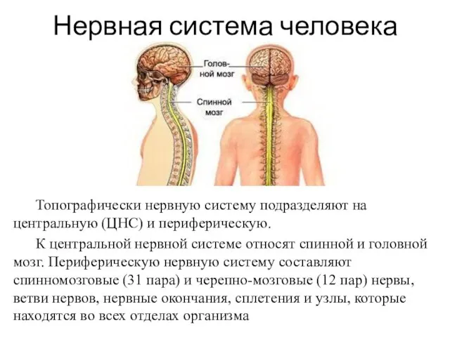Нервная система человека Топографически нервную систему подразделяют на центральную (ЦНС) и периферическую.