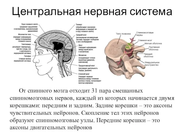 Центральная нервная система От спинного мозга отходит 31 пара смешанных спинномозговых нервов,