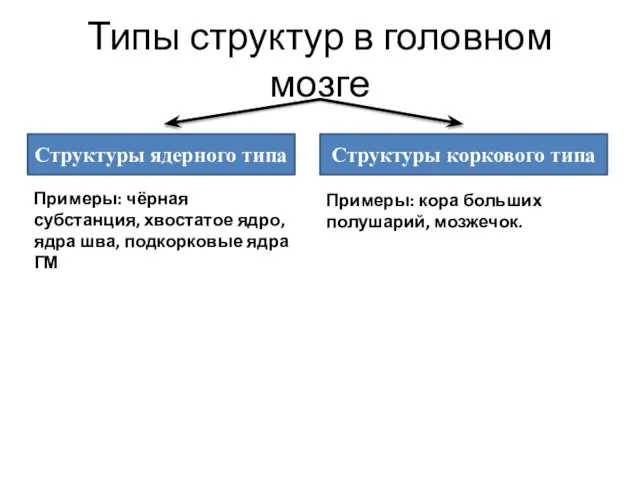 Типы структур в головном мозге Структуры ядерного типа Структуры коркового типа Примеры: