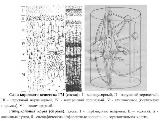 Слои коркового вещества ГМ (слева): I - молекулярный, II - наружный зернистый,