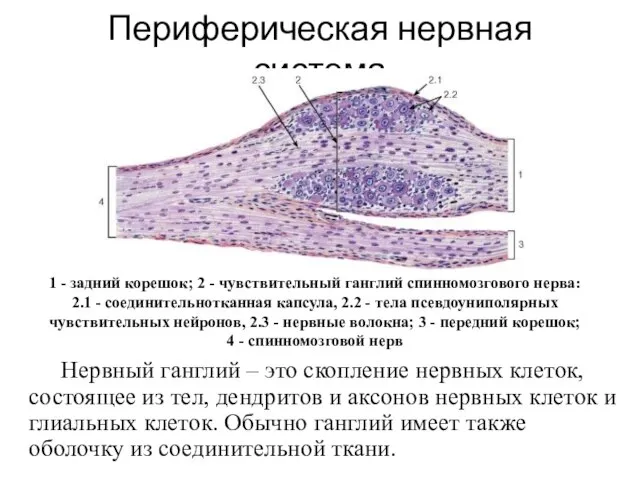 Периферическая нервная система Нервный ганглий – это скопление нервных клеток, состоящее из