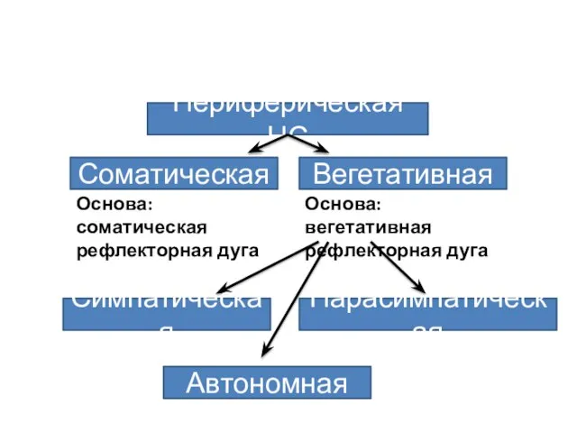 Периферическая НС Соматическая Вегетативная Основа: соматическая рефлекторная дуга Основа: вегетативная рефлекторная дуга Автономная Парасимпатическая Симпатическая