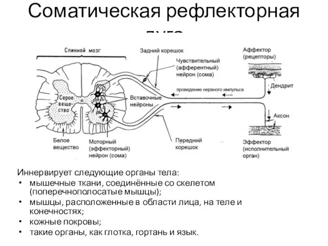 Соматическая рефлекторная дуга Иннервирует следующие органы тела: мышечные ткани, соединённые со скелетом