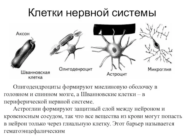 Клетки нервной системы Олигодендроциты формируют миелиновую оболочку в головном и спинном мозге,
