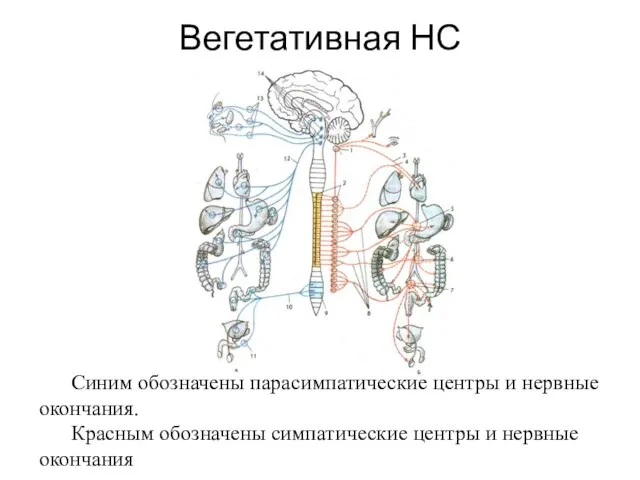 Синим обозначены парасимпатические центры и нервные окончания. Красным обозначены симпатические центры и нервные окончания Вегетативная НС