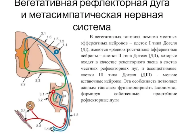 Вегетативная рефлекторная дуга и метасимпатическая нервная система В вегетативных ганглиях помимо местных