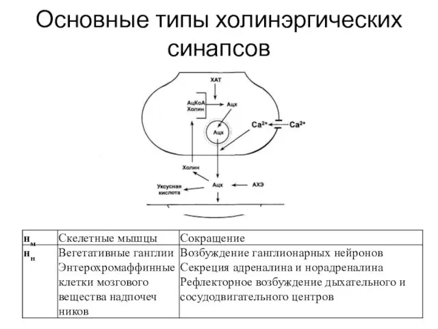 Основные типы холинэргических синапсов