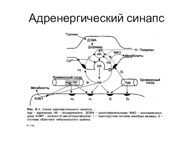 Адренергический синапс