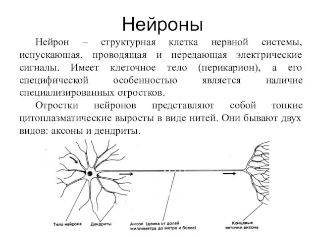 Нейроны Нейрон – структурная клетка нервной системы, испускающая, проводящая и передающая электрические