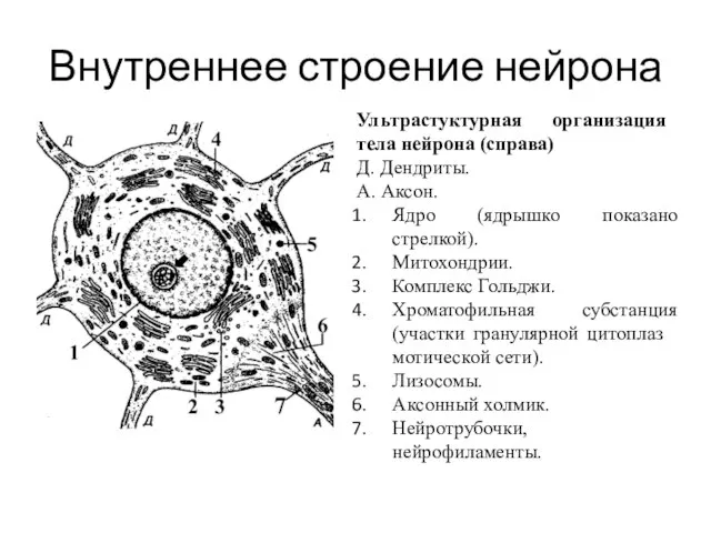 Внутреннее строение нейрона Ультрастук­турная орга­низация тела нейрона (справа) Д. Дендриты. А. Ак­сон.