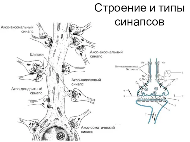 Строение и типы синапсов