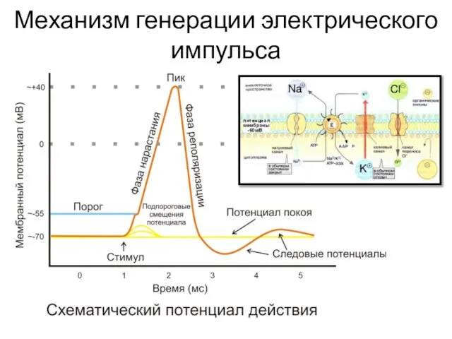 Механизм генерации электрического импульса