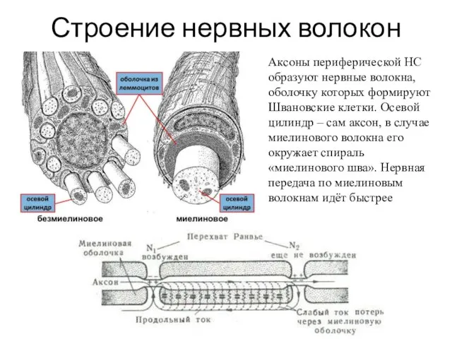 Строение нервных волокон Аксоны периферической НС образуют нервные волокна, оболочку которых формируют