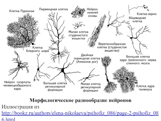 Морфологическое разнообразие нейронов Иллюстрация из http://bookz.ru/authors/elena-nikolaeva/psihofiz_086/page-2-psihofiz_086.html
