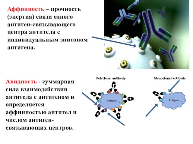 Аффинность – прочность (энергия) связи одного антиген-связывающего центра антитела с индивидуальным эпитопом