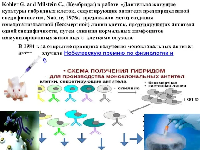 Kohler G. and Milstein C., (Кембридж) в работе «Длительно живущие культуры гибридных