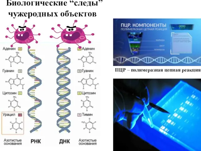 Биологические “следы” чужеродных объектов ПЦР – полимеразная цепная реакция