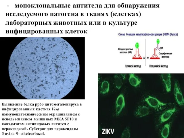 моноклональные антитела для обнаружения исследуемого патогена в тканях (клетках) лабораторных животных или