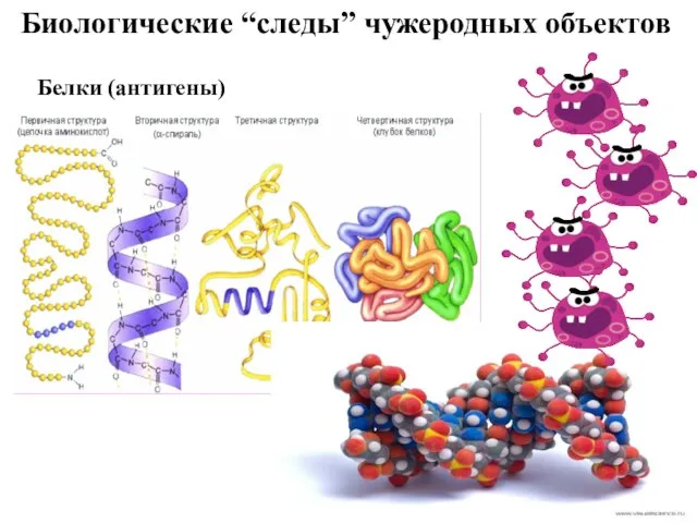 Биологические “следы” чужеродных объектов Белки (антигены)