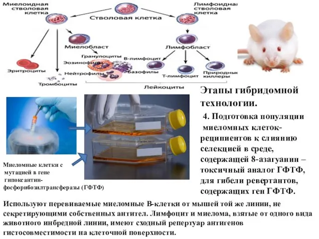 Миеломные клетки с мутацией в гене гипоксантин- фосфорибозилтрансферазы (ГФТФ) Этапы гибридомной технологии.