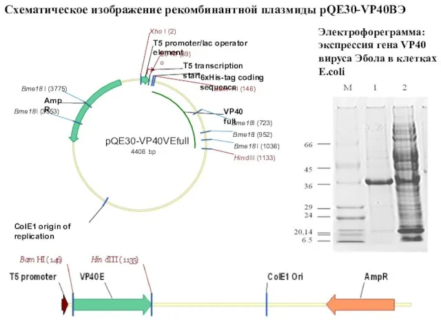 Схематическое изображение рекомбинантной плазмиды pQE30-VP40ВЭ Электрофореграмма: экспрессия гена VP40 вируса Эбола в клетках E.coli