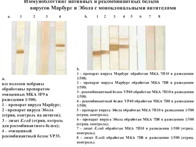 Иммуноблоттинг нативных и рекомбинантных белков вирусов Марбург и Эбола с моноклональными антителами