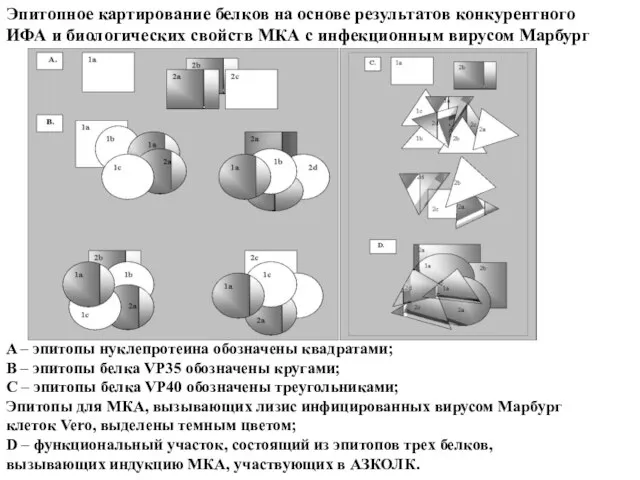 Эпитопное картирование белков на основе результатов конкурентного ИФА и биологических свойств МКА