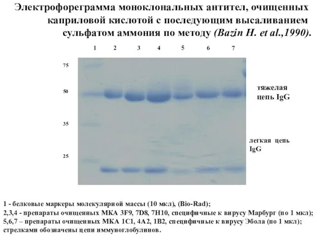 Электрофореграмма моноклональных антител, очищенных каприловой кислотой с последующим высаливанием сульфатом аммония по